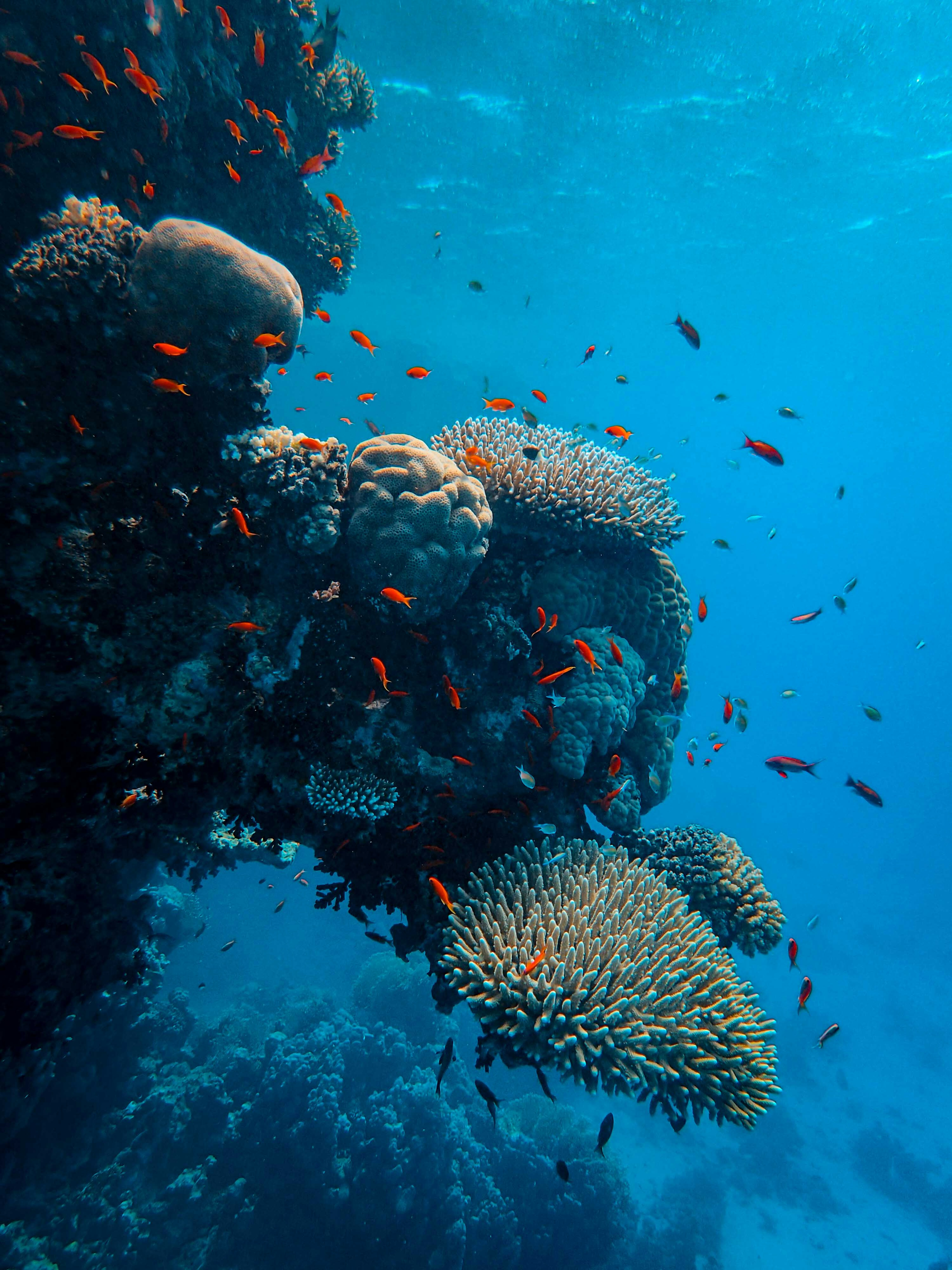 Maldives Luxury Catamaran Tour - Graceful manta ray swimming over vibrant coral reefs in the warm waters of the Maldives